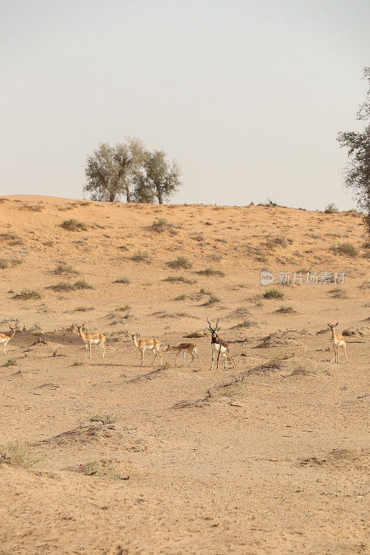 日落时分，一群阿拉伯大羚羊在自然保护区的Ras al Khaima沙漠沙丘上奔跑
